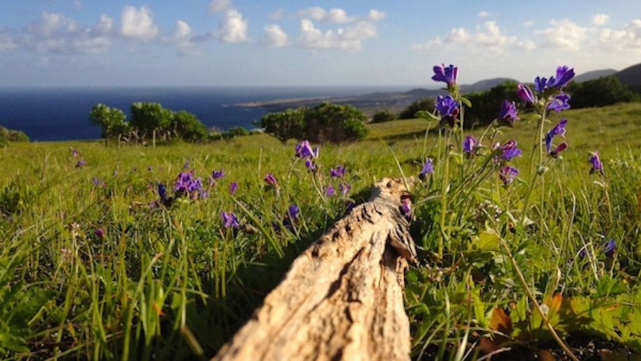 Lanzarote in Bloom